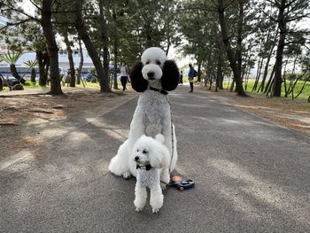 Dog running on road