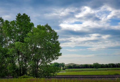 Trees on field against sky