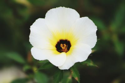 Close-up of white flower