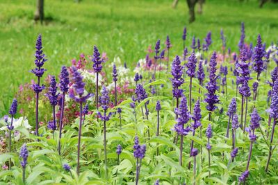 Close-up of purple flowers blooming in field