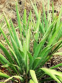 Full frame shot of plants growing on field