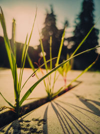 Close-up of plants growing on land against sky