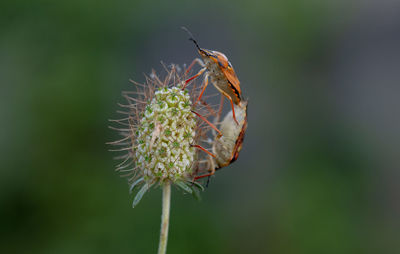 Close-up of insect on flower