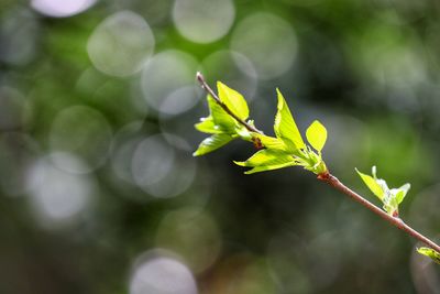 Close-up of plant growing outdoors