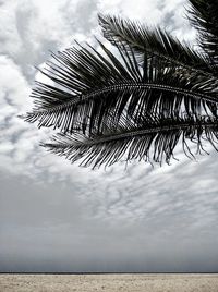 Low angle view of palm tree against sky