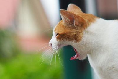 Close-up of a cat