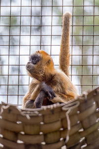Cute brown monkey sitting in cage