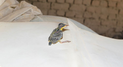Close-up of bird perching on retaining wall