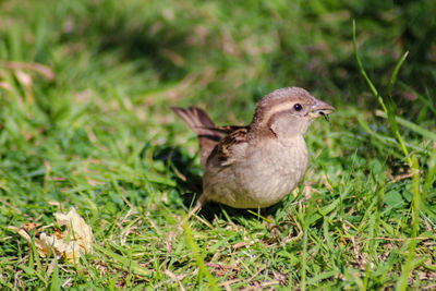 Close-up of a sparrow catching insect on grass 