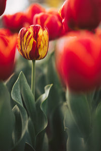 Close-up of red tulip