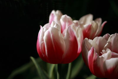 Close-up of pink tulips