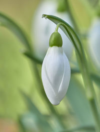 Close-up of white flowering plant