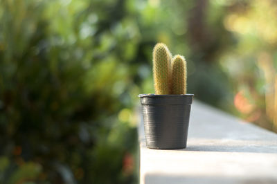 Close-up of cactus plant in yard