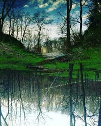 Scenic view of lake in forest