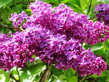 Close-up of pink flowers