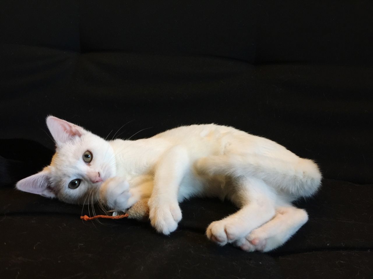 PORTRAIT OF CAT RELAXING ON FLOOR