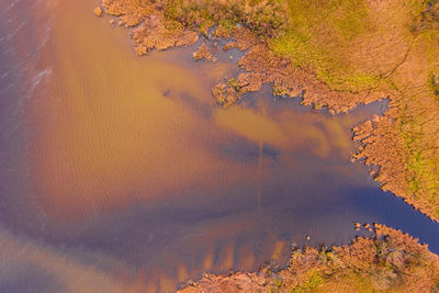 High angle view of trees by lake