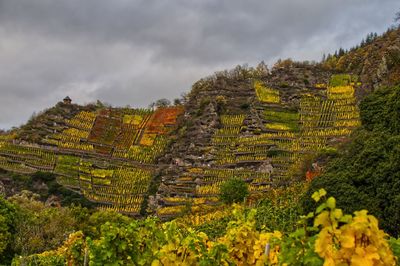 Herbstliche weinberge im ahrtal 