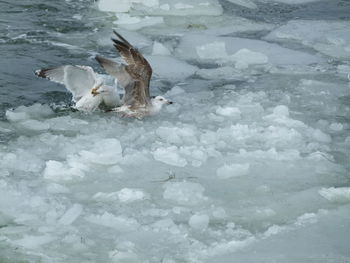 Seagull flying over snow