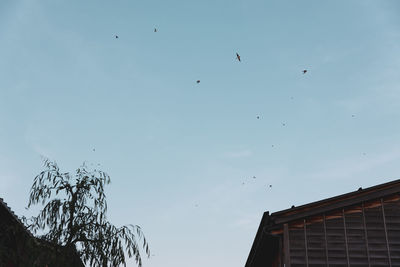 Low angle view of birds flying in sky