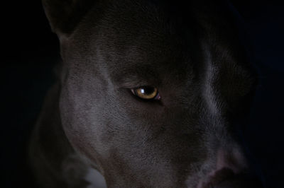 Close-up portrait of dog in darkroom