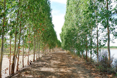 Footpath amidst trees against sky