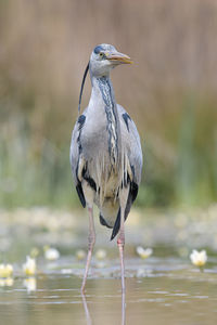 Gray heron perching in lake