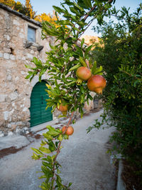 Close-up of fruits growing on tree