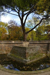 Trees in park