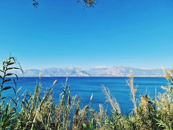 Scenic view of sea against clear blue sky