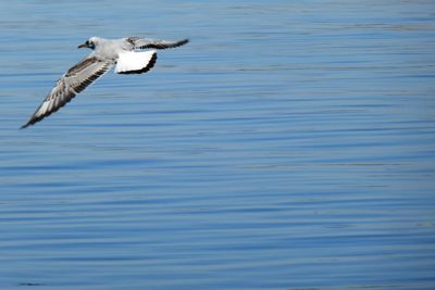 Seagulls flying over sea