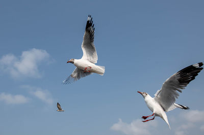 Seagulls flying on the beautiful clear sky, chasing after food that feed on them.