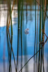 Close-up of duck swimming in lake