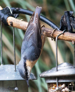 Close-up of bird perching on feeder