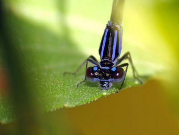 Close-up of insect on leaf