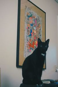 Cat looking away