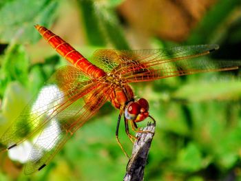 Close-up of dragonfly on plant