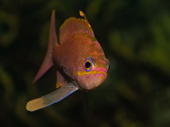 Close-up of fish swimming in sea