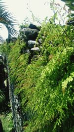 Plants growing by stream