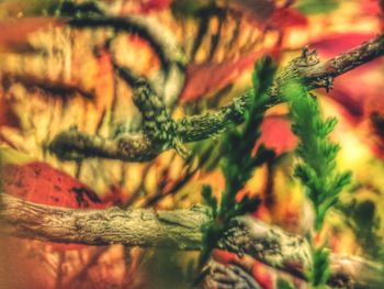 Close-up of pine tree leaves