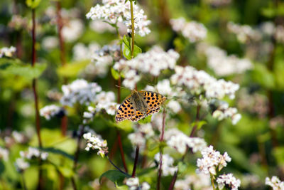 Butterfly pollinating on flower