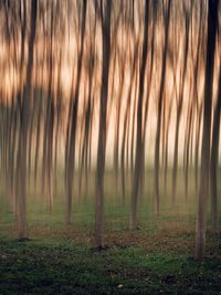 Trees on field in forest