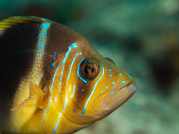 Hypoplectrus puella