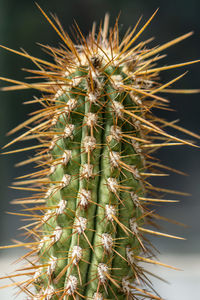 Close-up of succulent plant