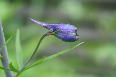 Close-up of purple flower