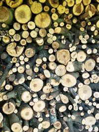 Full frame shot of logs in forest