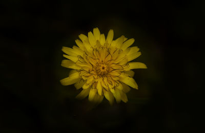 Close-up of flower over black background