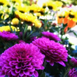 Close-up of pink flowers