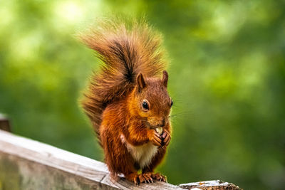 Close-up of squirrel on tree