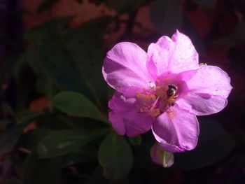 Close-up of pink flowers